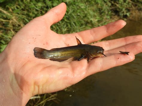 Maryland Biodiversity Project - Yellow Bullhead (Ameiurus natalis)