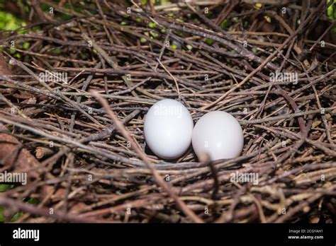 Wood pigeon nest egg* hi-res stock photography and images - Alamy