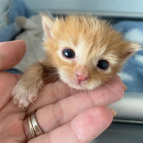 Kitten Left Behind After Birth Triumphs with Help of Family and Strong Will to Live - Love Meow