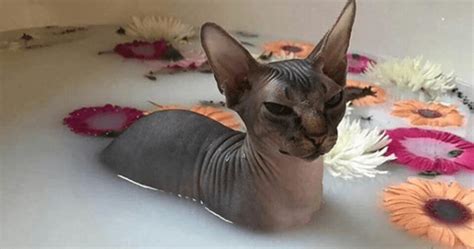 Sphynx Cat Bath: What you need to know when bathing Sphynx cats