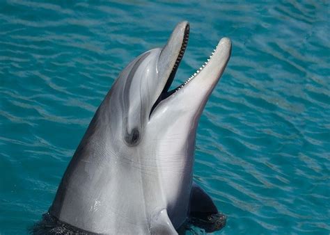 190+ Best Dolphin Names - Best Ways To Name Your Dolphin - PetPress