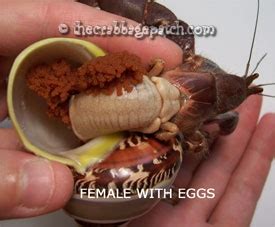 What Do Baby Hermit Crabs Look Like - Katynel