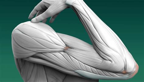 Forearm Flexor Anatomy