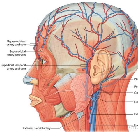 Temporal Artery Anatomy - Anatomical Charts & Posters