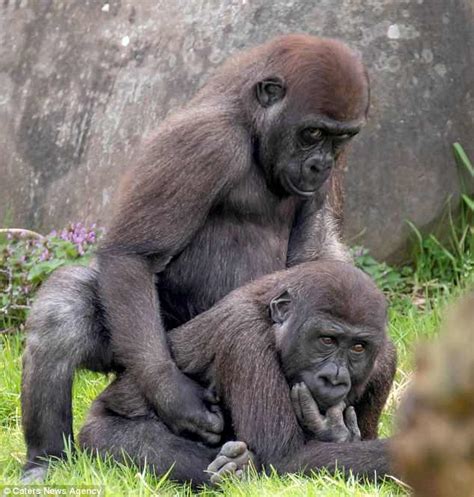 Young male gorillas are caught in compromising positions as they mimic ...