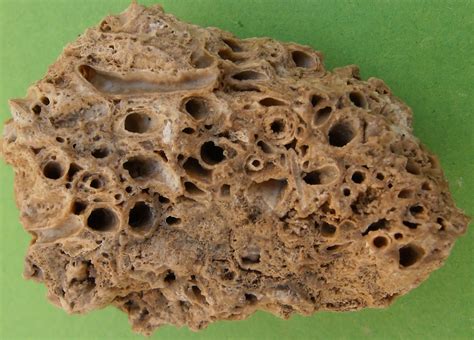 Fossil corals: Fossil corals: Syringopora