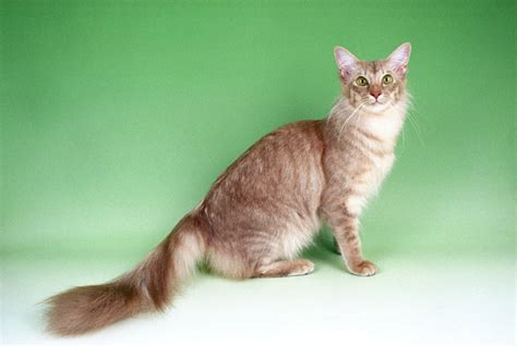 Javanese Cat Breed Information - Vetstreet | Vetstreet