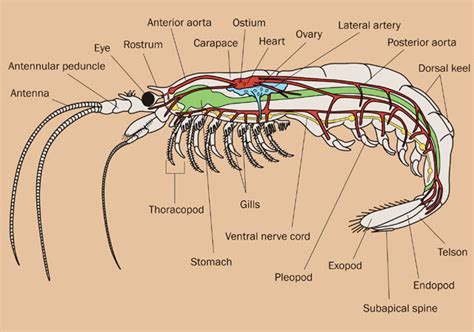 Malacostraca Diagram