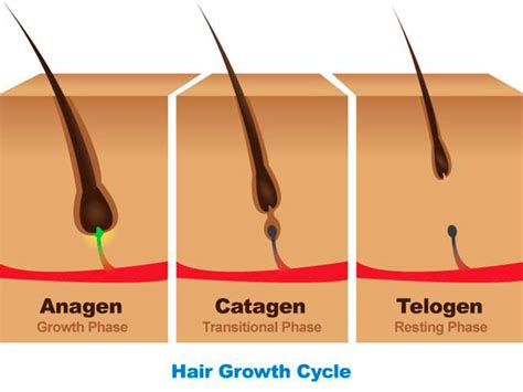 Growth Cycle Of Hair