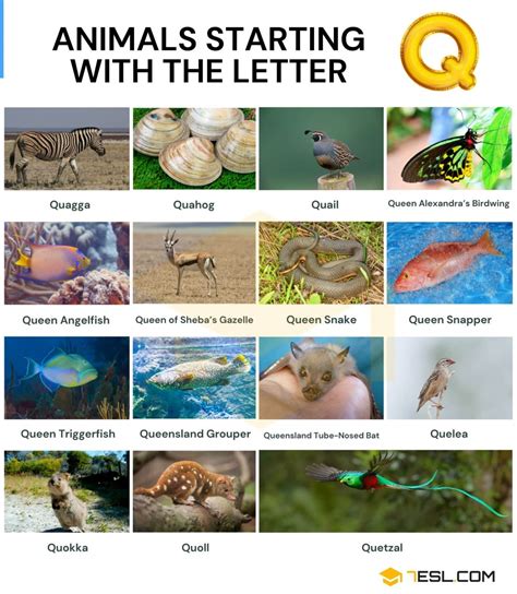 61 Animals that Start with Q in English • 7ESL