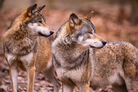 Eurasian wolf in white winter habitat,. beautiful winter forest. wild animals in nature ...