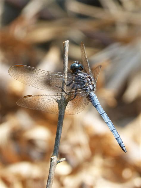 Free Images : branch, wing, stem, river, insect, fauna, invertebrate ...