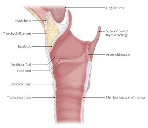 Vestibular Ligament