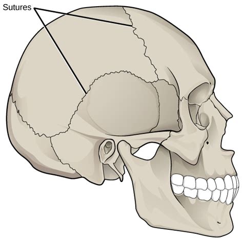 Joints and Skeletal Movement | OpenStax Biology 2e