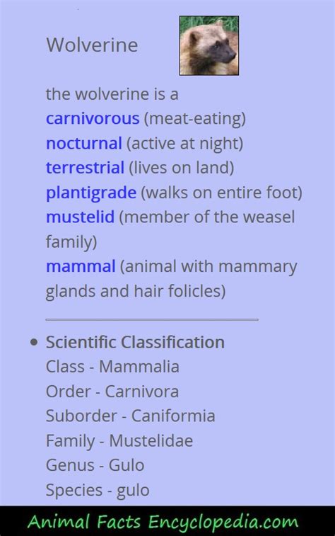 Wolverine Facts - Animal Facts Encyclopedia