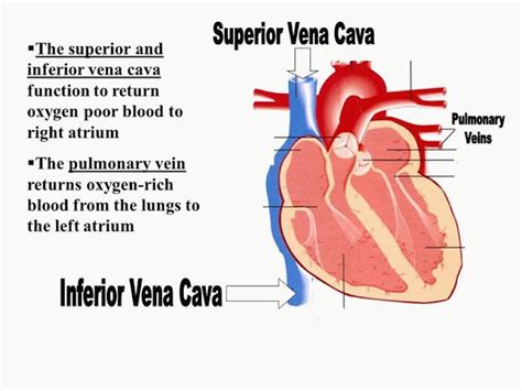 وڏي پور رڳ ۔ وڏي پور شريان Superior vena cava 💎اصغر ساگر💎 | Wellcome To ...