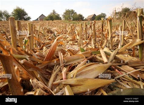 Agricultural field after harvesting corn. On the field are the remains ...