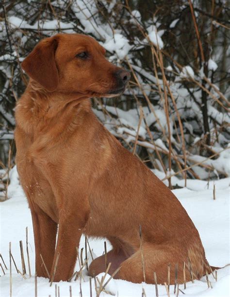 Red English Lab Puppies