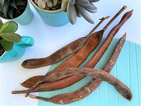 Royal Poinciana Seed Pods With Seeds Flamboyant Tree Seed - Etsy | Seed pods, Royal poinciana ...