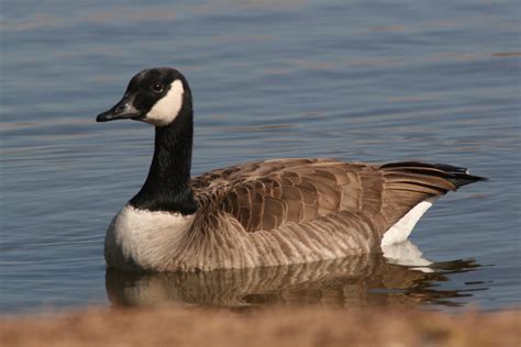 Download Goose Animal Canada Goose HD Wallpaper