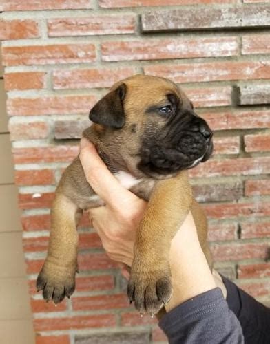 Boerboel Puppy for Sale - Adoption, Rescue for Sale in Oregon City, Oregon Classified ...