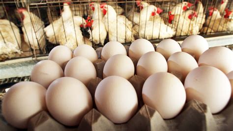 Poultry industry struggles in Gujarat; retail prices of eggs, chicken remain high | Papaak