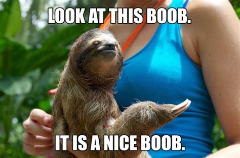 Funny sloth memes|Most Popular of Internet Memes