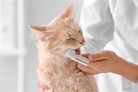 Cat Teeth Cleaning Tips & Advice (Written By a Vet) - All About Cats