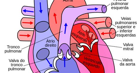 Pin em Anatomia 3