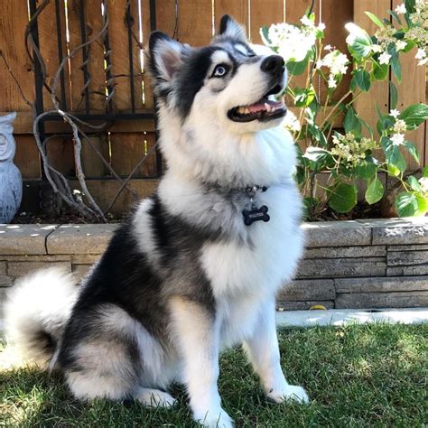 Walter the Grown-Up Pomsky Dog in Dakota