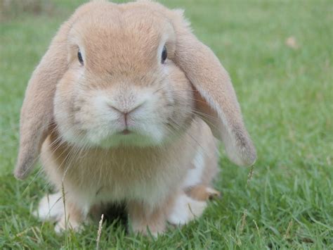 El conejo como mascota, ¿cómo es tener un conejo en casa? · Wakyma