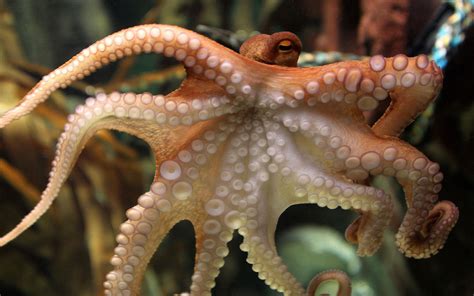 Octopus Desktop Wallpapers - 4k, HD Octopus Desktop Backgrounds on WallpaperBat