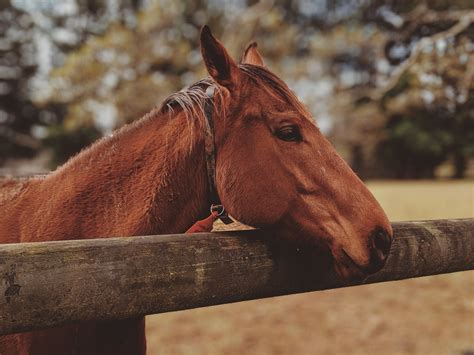 Brown Horse · Free Stock Photo