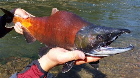 Wikiup Reservoir Kokanee - YouTube