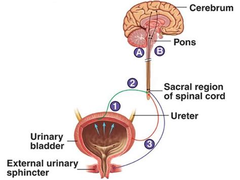 micturition: MICTURITIONMICTURITION Micturition is the process by which urine is expelled from ...
