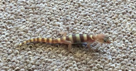 Mrs. Navarre’s Teaching Blog: My Western Banded Gecko Lizard Experience