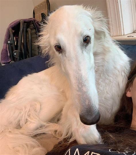 Eris the Borzoi could have the longest snout in the world and is an ...