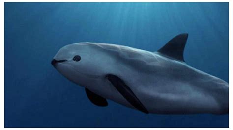 Petition: Save the Vaquita - Roots & Shoots