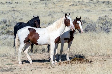 Wild Horses Mustangs · Free photo on Pixabay