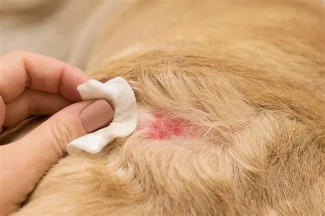 Chicken Allergy In Dogs: Symptoms And Best Food Options | Spot and Tango