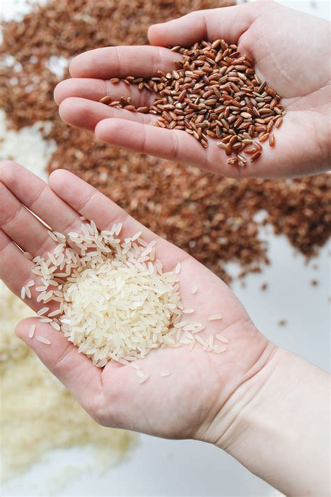 What is the difference between rice and wheat? | by Lesleyharris | Medium