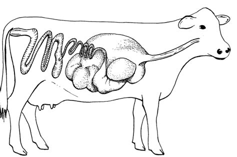 Draw The Digestive Tract Of A Cow - All About Cow Photos