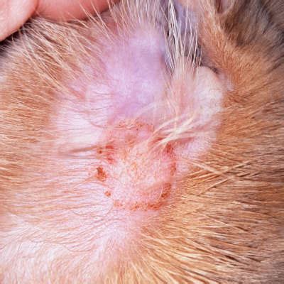 Ringworm In Dogs: How To Spot, Treat, And Prevent AZ, 42% OFF