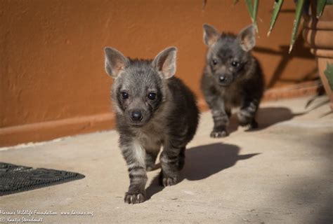 Hambi and Buhle on the prowl. : r/hyenas