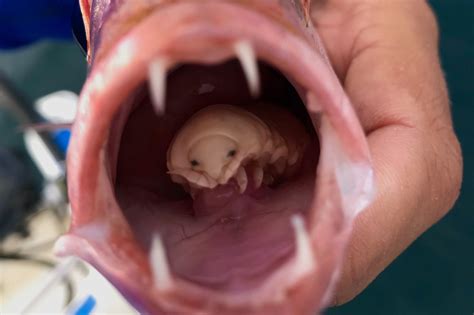 Stunned fisherman finds tongue-eating parasite ‘like a blue-eyed alien’ staring out from inside ...