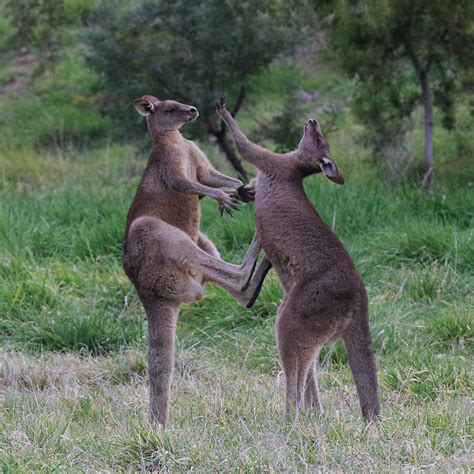 Kangaroo kickboxing | Jerrabomberra Wetlands, Canberra. | RobGeraghty | Flickr