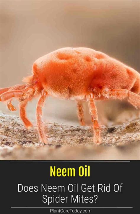 How To Use Neem Oil To Kill Spider Mites | Spider mites, Neem oil, Neem