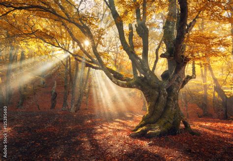 Autumn forest in fog with sun rays. Magical old tree at sunrise. Colorful landscape with foggy ...