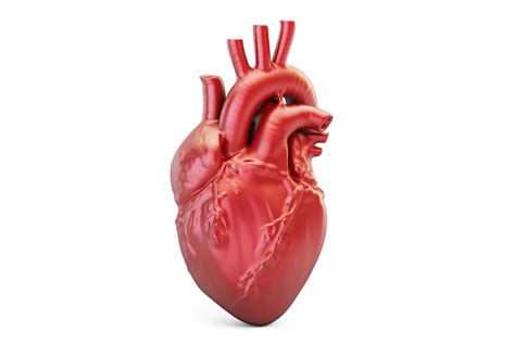 Understanding Your Heart and How it Functions | Cardiology