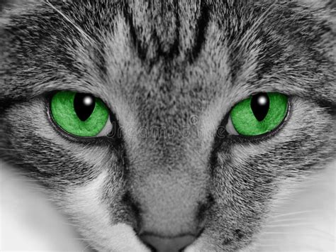 Gato de ojos verdes foto de archivo. Imagen de feroz, verde - 9984534